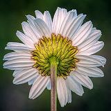Daisy Backside_DSCF04971
